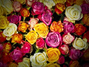 roses-1229148_1920